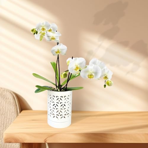 Orchid Pots with Holes 4 Inch, Ceramic Orchid Pot for Repotting with Saucers,More Ventilation Hole Easy Breathing, Plant Pot for Repotting Orchids and Other Flowers - Indoor/Outdoor