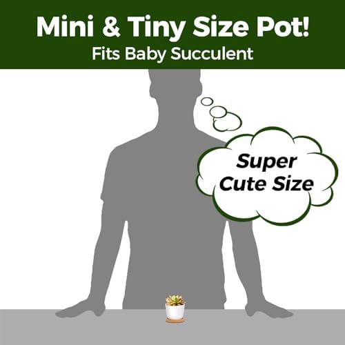 T4U Small Succulent Pots 12 Pack, Mini Flower Planters with Drainage White