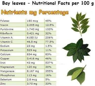 Daisy Ship Mediterranean Sweet Bay Laurel, Standard, Plant - 2 x 2-in Bags | Laurus nobilis fragrant edible leaves for