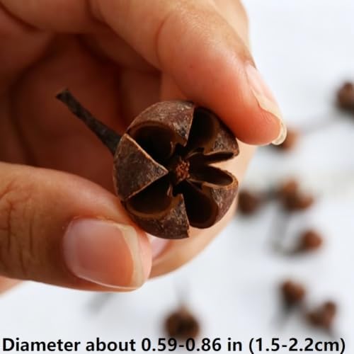 Queenbox 20Pcs Natural Dried Cross Fruit Craft DIY, Home Christmas Thanksgiving Decorative Fall Winter Holiday Home Decor