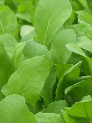 Bulk Non GMO Arugula Seeds (1/2 lb) 82,500 Seeds - Heirloom, Open Pollinated - Fortified with Mycorrhizae