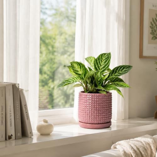D'vine Dev Beaded Ceramic Pot with Saucer, 6 in, Blush Mauve, 27-C-X-K
