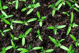 Organic Seedling Solution, Liquid Fertilizer for Seedlings, Cuttings & Clones – Natural Seaweed & Fish-Based Plant Food
