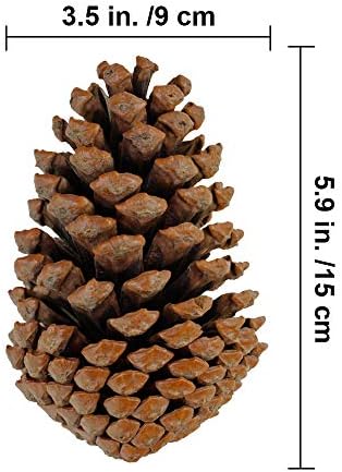 Supla 6 PCS 5"- 6" Tall Natural Pinecones Giant Pine Cones Large Pinecone Ornaments Real Preserved Pine Cones Big Pinecones