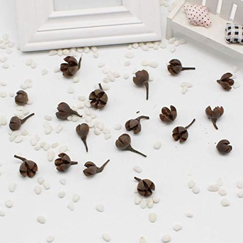 Queenbox 20Pcs Natural Dried Cross Fruit Craft DIY, Home Christmas Thanksgiving Decorative Fall Winter Holiday Home Decor