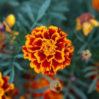 Gardeners' Choice Marigold Seed Pods with Plant Food, 10 Pods | Companion-planting flower; fits Click and Grow &