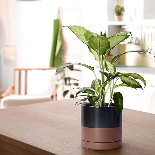 D'vine Dev 6.5 Inch Ceramic Planter Pot, Black/Tan, 94-O-C-7