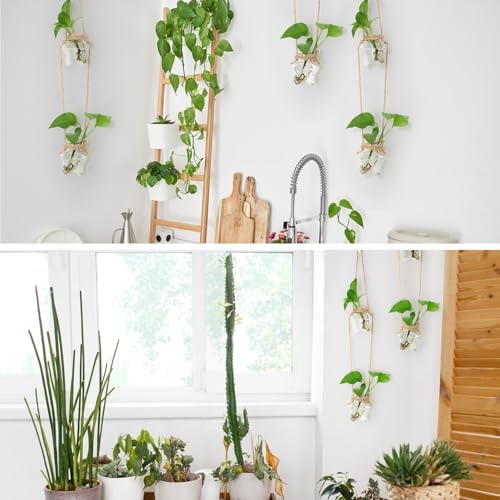 XXXFLOWER 2 Tiers Star Shaped Glass Vase Wall Hanging Propagation Station