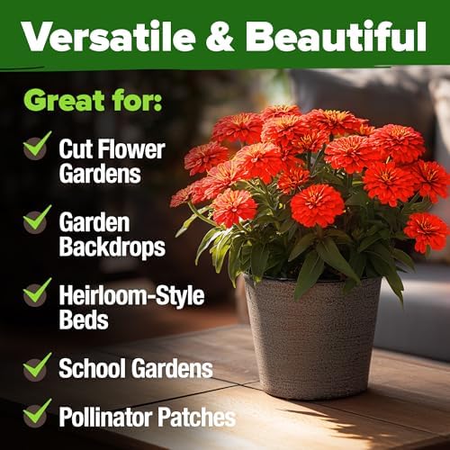 HOME GROWN Zinnia Seeds, Will Rogers, 150 Seeds, Zinnia elegans