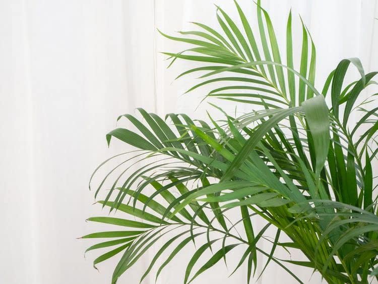 Palm Tree Potting Mix - The Ultimate Soil for Strong and Healthy Palms - Top Choice for Palm Tree Growers [4 Quart Bag]