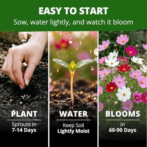 HOME GROWN Sensation Dwarf Mix Cosmos Seeds for Planting, 600 Seeds, Cosmos bipinnatus