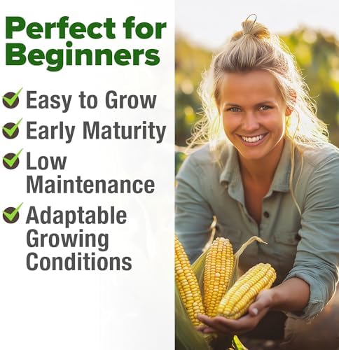 HOME GROWN Golden Bantam Sweet Corn Seeds, 100+ Seeds, Zea mays