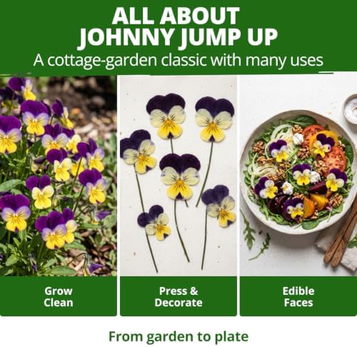 HOME GROWN Johnny Jump Up Helen Mount Viola Seeds, 1,500, Viola Tricolor