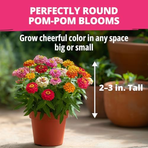 HOME GROWN Zinnia Seeds, Thumbelina, 500 Seeds, Zinnia elegans