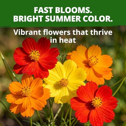 HOME GROWN Cosmos Bright Lights Mix Seeds – 400 Cosmos Sulphureus for Planting Spring 2026, Refined Wildflower Herb Seed Mix, Easy Grow Outdoor Flower Seeds for Gardens