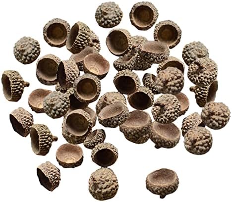SM SunniMix 100x Natural Acorns Real Rustic Acorns Caps Decorative Vase Fillers Home DIY Thanksgiving Christmas Kitchen Autumn Table Scatter Photo Props Decors - Natural Acorn Caps