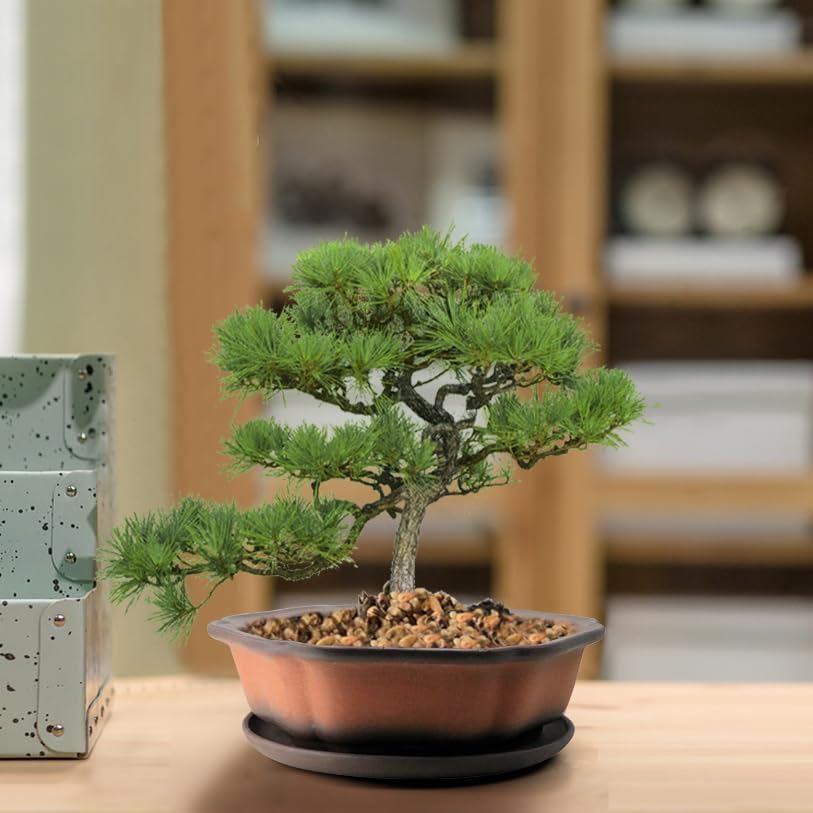 MUZHI 7.5” Unglazed Flower Shape Clay Bonsai Pot with Ceramic Saucer, Color Gradational Shallow Terracotta Planter for