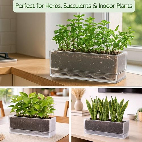 D'vine Dev Rectangular Planter, 12 x 4.5 in, Clear, Set of 1, 76-X-D-1