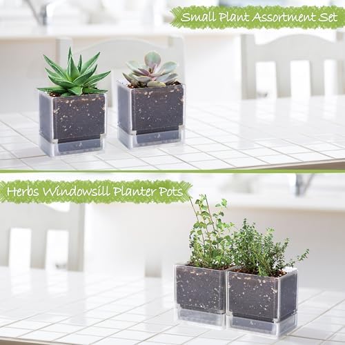 D'vine Dev 2-Pack Acrylic Herb Planter Pots, 4 in, Clear, 76-Y-D-1