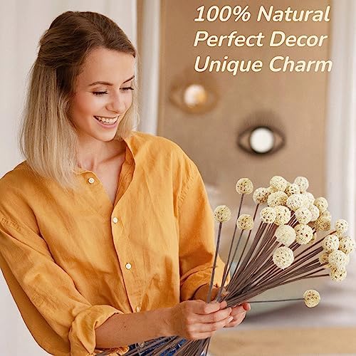 30 PCS Natural Dried White Craspedia Billy Balls Flowers, 17'' Real Plants