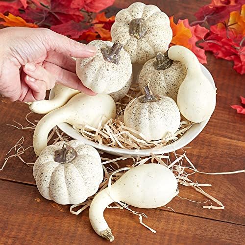 Factory Direct Craft Cream Artificial Mixed Pumpkins and Gourds for Fall Decorating and Displays