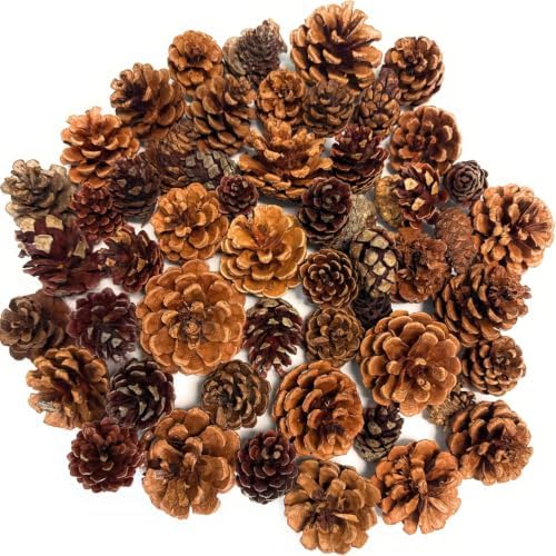 Pine Cones | 100 Small Pine Cones 3/4"-1 1/4" | 6 oz Mini Black Spruce Pine Cones | Pine Cone Filler