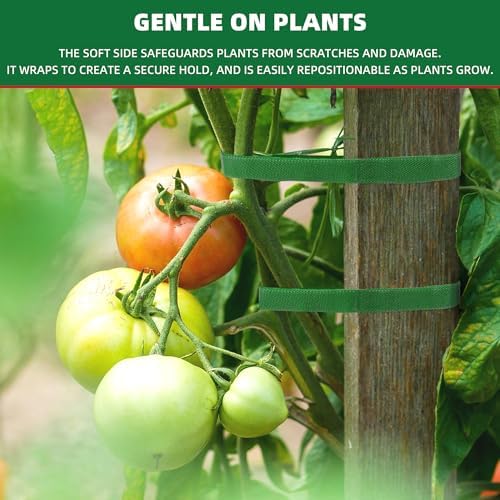 50 ft x 1/2 inch Reusable Plant Ties Roll for Indoor & Outdoor Plants, Non-Toxic Soft Garden Ties, Cut-to-Length Nylon Ties, Gentle Support for Climbing Plants, Tomato Peppers & Vines, Green