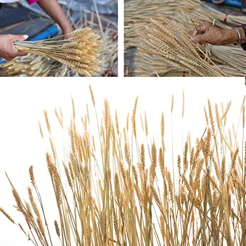 200 Stems Dried Wheat Stalks Natural Wheat Bundle for Home Decor, Crafts (Pack of 2)