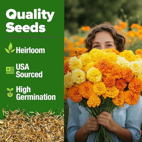 HOME GROWN Crackerjack African Marigold Seeds, 5,600+ Seeds, Tagetes erecta