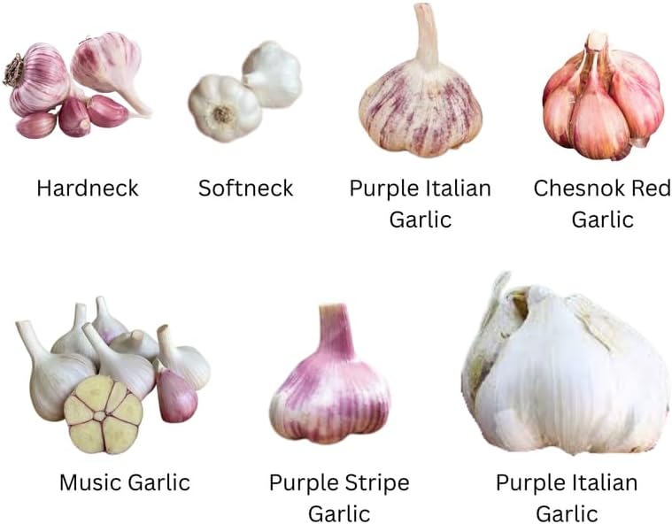 1 LB Mixed Garlic Bulbs for Planting in Fall, Hardneck Softneck Top Size | Fall Garlic Bulbs, Mix Random, Fresh and