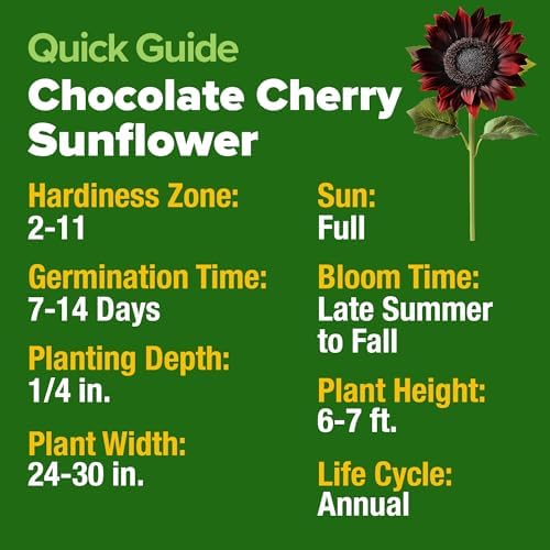 HOME GROWN Chocolate Cherry Sunflower Seeds, 75 Seeds, Helianthus annuus