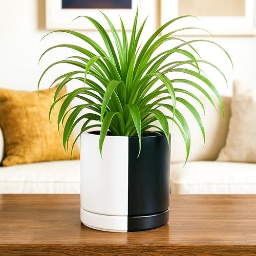 D'vine Dev 6.5 Inch Ceramic Planter Pot, Black White Split, 94-O-C-0