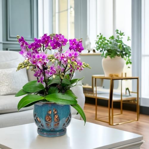 W&W Orchid Pot with Holes and Saucer for Repotting, Teal, 6.5"