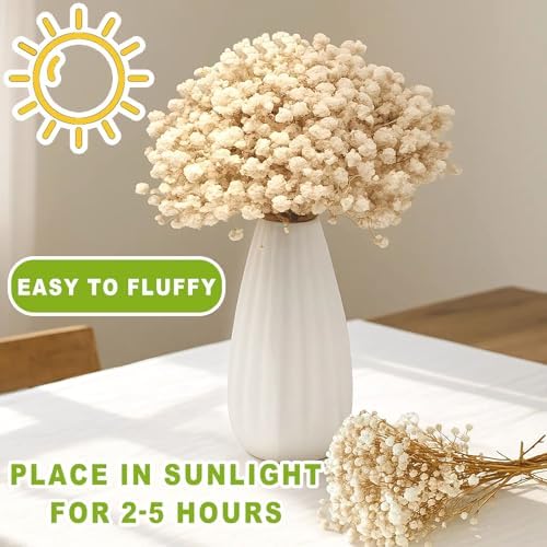 2500+ Mini Dried Baby's Breath Flowers Ivory White for Wedding Decor