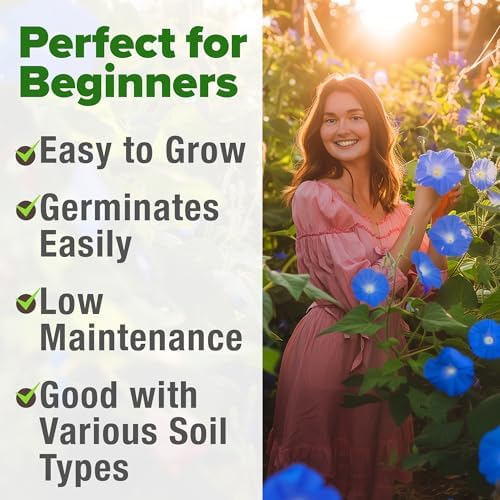 HOME GROWN Heavenly Blue Morning Glory Seeds, 150 Seeds, Ipomoea Tricolor