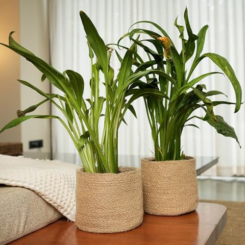 Small Jute Plant Basket, Set of 2, 6.5 Inches, Brown