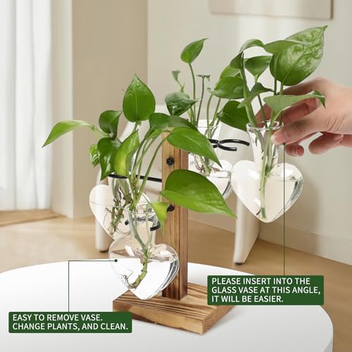 Plant Terrarium Propagation Stations with Wooden Stand