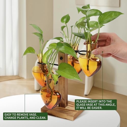 Plant Terrarium Propagation Stations with Wooden Stand