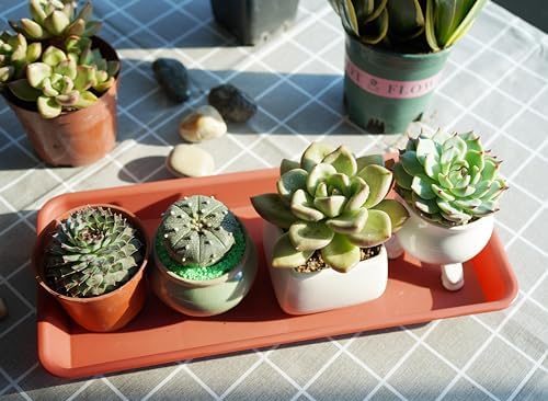 VUWEZ 6 Pack of Plastic Plant Tray Saucer Rectangular, Plant Trays Saucers for Indoors Outdoor, Plant Water Drip Tray for Flower Pot Planter, Windowsill Plant Tray (6.5 X 13 Inch, Terracotta)