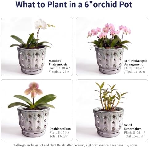 Orchid Pot with Drainage, Cream & Green, 6 Inch