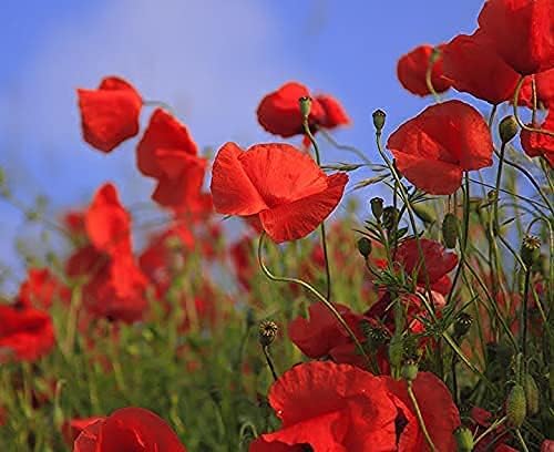 Set of 500 Flower Seed Packets - Flower Seeds in Bulk - 15 or More Varieties Available - Great for Creating Colorful