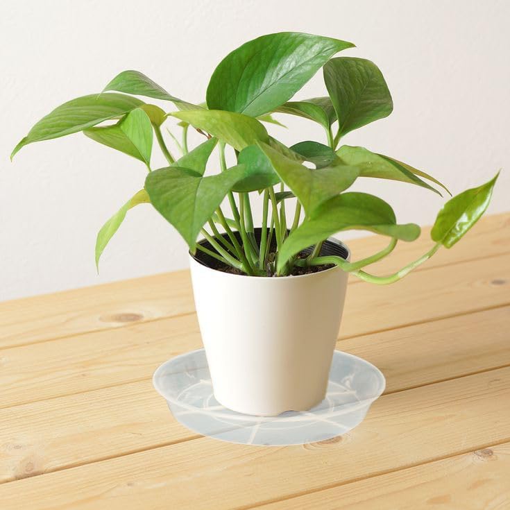 6 Pack Plant Saucer Drip Tray 16 inch, Potting Trays for Plants, Heavy Sturdy Plastic Planter Flower Pot Saucers for Indoor Outdoor Garden, Plant Water Drip Trays for pots (16", Clear)