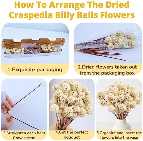 30 PCS Natural Dried White Craspedia Billy Balls Flowers, 17'' Real Plants