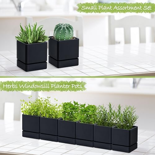 D'vine Dev 6-Pack Plastic Herb Planter Pots, 4 in, Black, 76-Y-B6-1