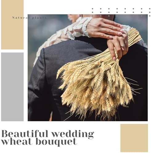 Geosar 800 Stems Dried Wheat Stalks for Decor Natural Wheat Grass Sheaves Bundle Farmhouse Artificial Flowers Arrangement for DIY Wedding Table Home Centerpieces Party Decorative (16 Inch)