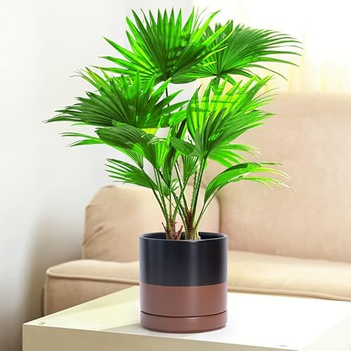 D'vine Dev 6.5 Inch Ceramic Planter Pot, Black/Tan, 94-O-C-7