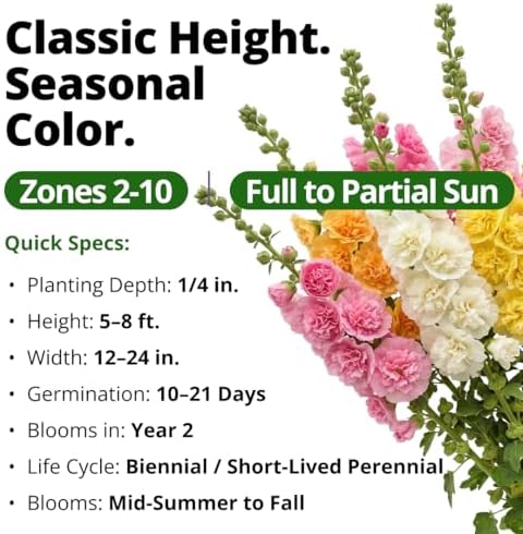 HOME GROWN Hollyhock Seeds, Chater's Double Mix, 100 Seeds, Alcea rosea