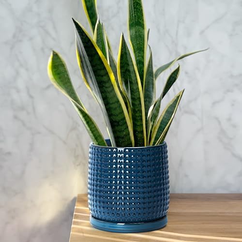 D'vine Dev Beaded Ceramic Pot with Saucer, 6 in, Midnight Blue, 27-C-X-3