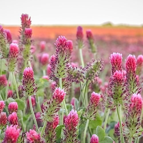 Mountain Valley Seed Co Clover Trio Seed Blend – Premium 1 Lb 179,200 Seeds | Red, White & Crimson Clover – Cover Crop