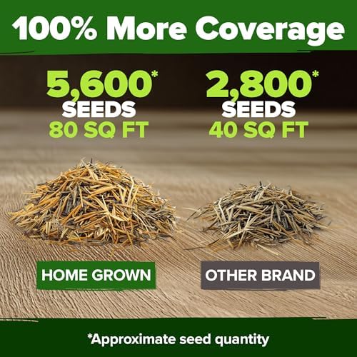 HOME GROWN Crackerjack African Marigold Seeds, 5,600+ Seeds, Tagetes erecta
